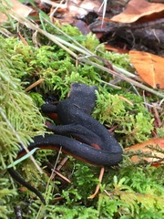 Taricha rivularis