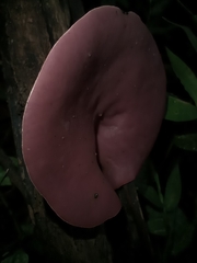 Phillipsia domingensis