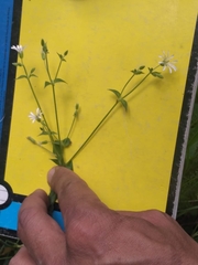 Stellaria cuspidata