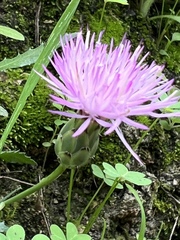 Mantisalca salmantica