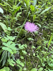 Mantisalca salmantica