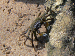 Decapoda
