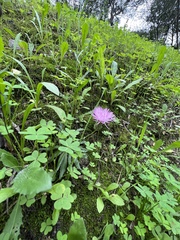 Mantisalca salmantica