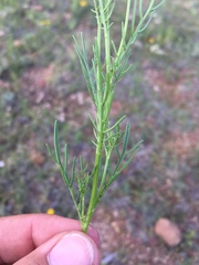 Adenophyllum wrightii