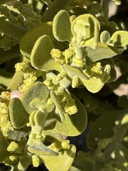 Phoradendron villosum