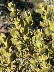 Phoradendron villosum