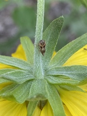 Clastoptera xanthocephala