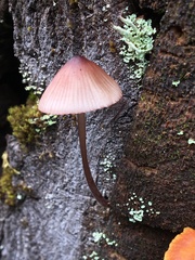 Mycena purpureofusca