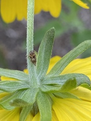 Clastoptera xanthocephala