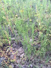 Adenophyllum wrightii