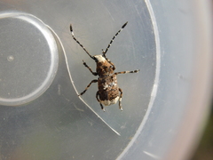 Platystomos albinus