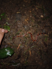 Geophis semidoliatus