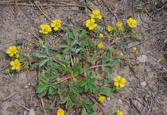 Potentilla wheeleri