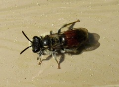 Andrena labiata
