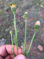 Adenophyllum wrightii