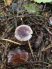 Russula hypofragilis