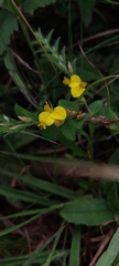 Crotalaria