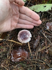 Russula hypofragilis