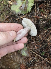 Russula hypofragilis