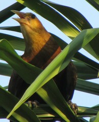 Psarocolius angustifrons