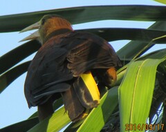 Psarocolius angustifrons