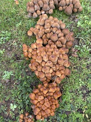 Kuehneromyces mutabilis
