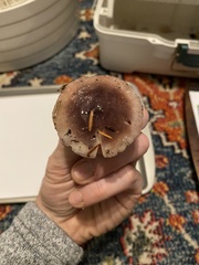 Russula hypofragilis