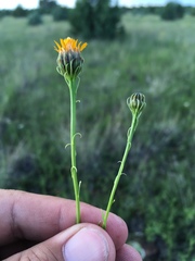 Adenophyllum wrightii