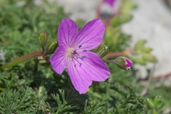 Erodium rodiei