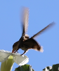 Phaeoptila sordida