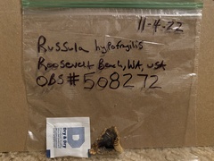 Russula hypofragilis