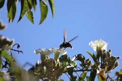 Phaeoptila sordida