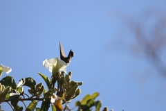 Phaeoptila sordida