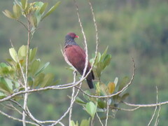 Patagioenas speciosa
