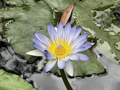 Nymphaea nouchali caerulea
