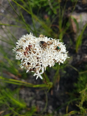 Corymbium cymosum