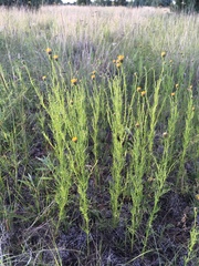 Adenophyllum wrightii