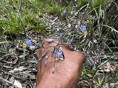 Nymphaea nouchali caerulea