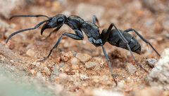 Ophthalmopone berthoudi