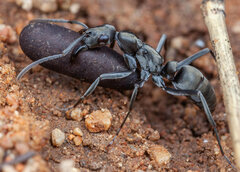 Ophthalmopone berthoudi