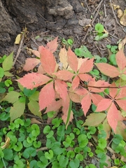 Parthenocissus quinquefolia