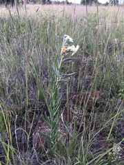 Lithospermum cobrense