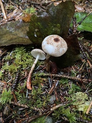 Lepiota flammeotincta