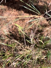 Anthenantia rufa