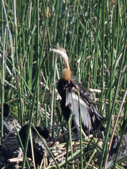 Anhinga rufa