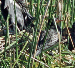 Microcarbo africanus