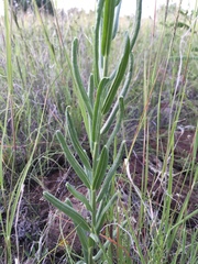 Lithospermum cobrense