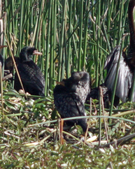 Microcarbo africanus