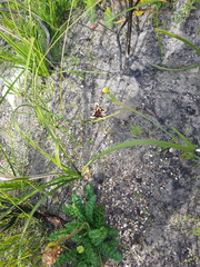 Moraea lurida