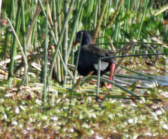 Porphyrio madagascariensis